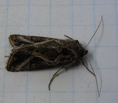 Autographa flagellum