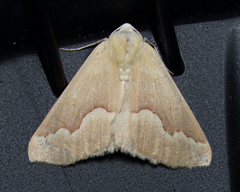 Sabulodes spoliata