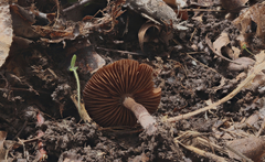 Cortinarius suberythrinus