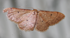Idaea eremiata