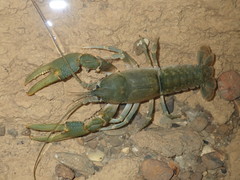 Cambarus tenebrosus
