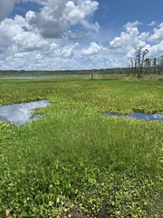 Cyperus blepharoleptos