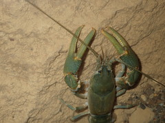 Cambarus tenebrosus