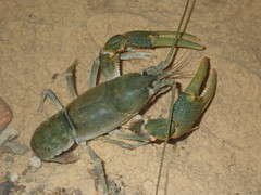 Cambarus tenebrosus