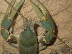 Cambarus tenebrosus