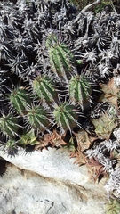 Euphorbia aggregata