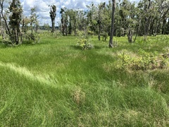 Cyperus blepharoleptos