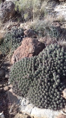 Euphorbia aggregata