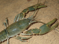 Cambarus tenebrosus