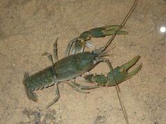 Cambarus tenebrosus