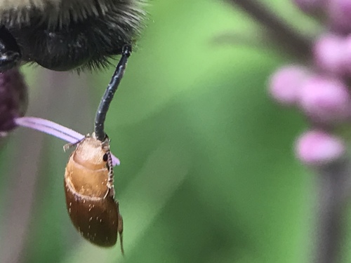 Antherophagus ochraceus photo 2