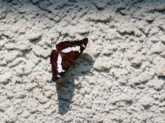 Moduza procris milonia