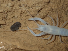 Cambarus hamulatus