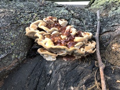 Ganoderma sessile