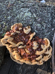 Ganoderma sessile