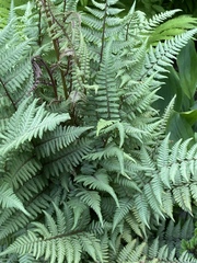Athyrium niponicum