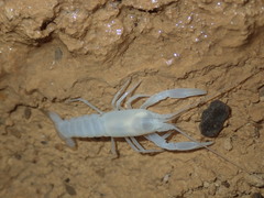 Cambarus hamulatus