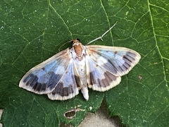 Polygrammodes langdonalis