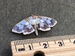 Polygrammodes langdonalis