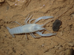 Cambarus hamulatus