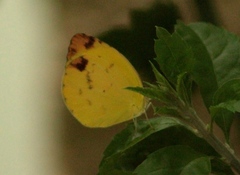 Pyrisitia dina westwoodi