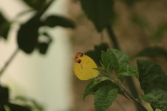 Pyrisitia dina westwoodi