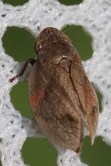 Lepyronia coleoptrata