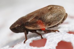 Lepyronia coleoptrata