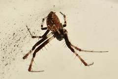 Metepeira labyrinthea