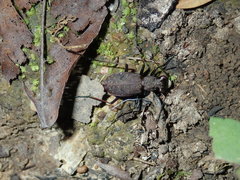 Apterodela unipunctata