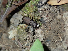 Apterodela unipunctata
