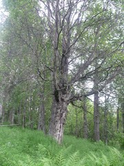 Betula neoalaskana