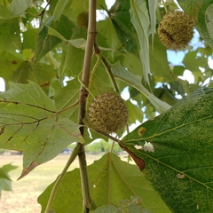 Platanus mexicana