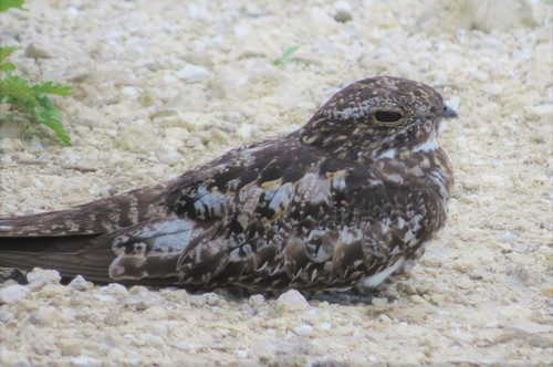 Caprimulgidae image