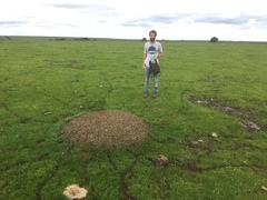 Acromyrmex lobicornis