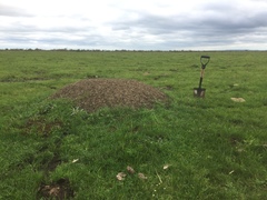 Acromyrmex lobicornis