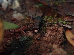 Apterodela unipunctata
