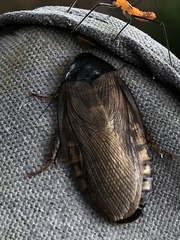 Pycnoscelus surinamensis