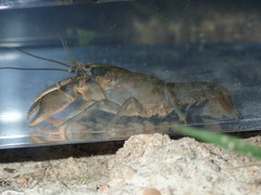 Cambarus parvoculus