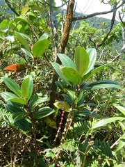 Miconia amplinodis