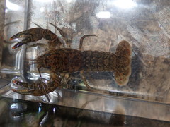 Cambarus unestami