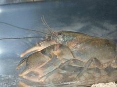 Cambarus parvoculus