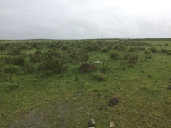 Acromyrmex lobicornis