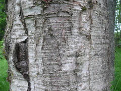 Betula neoalaskana