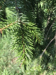 Picea abies