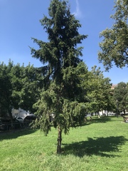 Picea abies