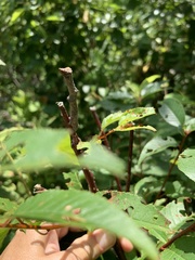 Lytrosis