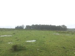 Acromyrmex lobicornis