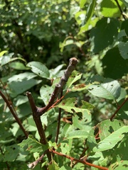 Lytrosis