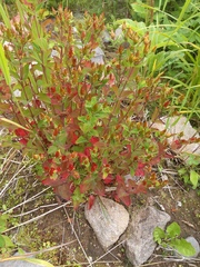 Hypericum kamtschaticum